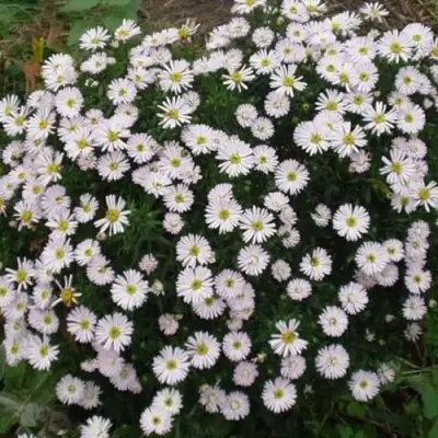 Астра ВАЙС многолетняя в Слуцке