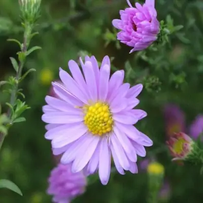 Астра СТРОУБЕРРИ ЭНД КРИМ новобельгийская в Слуцке