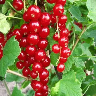 Смородина красная ФЕРТОДИ в Слуцке