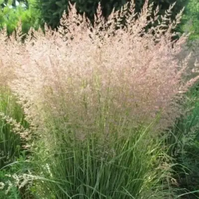 Вейник ОВЕРДАМ остроцветковый в Слуцке