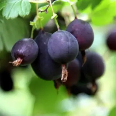 Крыжовник ЧЕРНОМОР в Слуцке