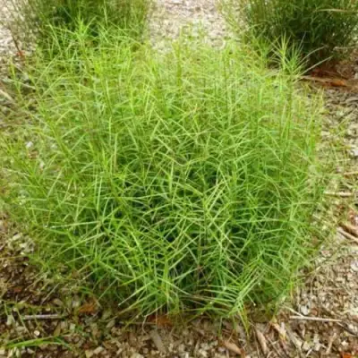 Осока ПАЛЬМОЛИСТНАЯ в Слуцке