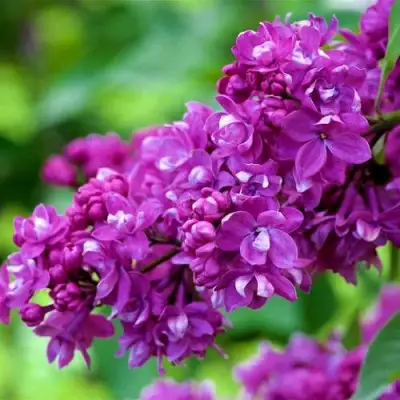 Сирень ОГНИ ДОНБАССА в Слуцке