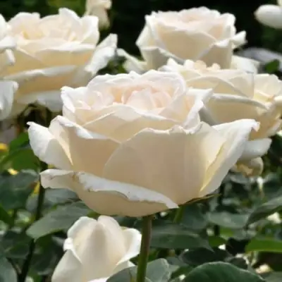 Роза БОИНГ чайно-гибридная в Слуцке