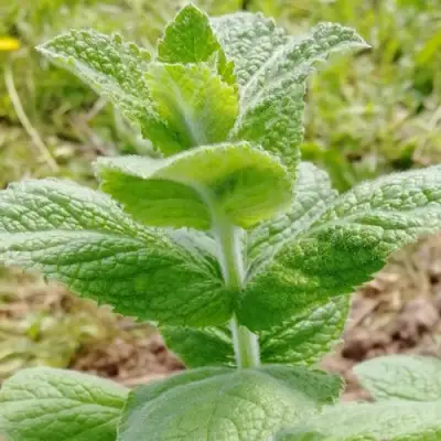 Мята яблочная в Слуцке