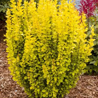 Барбарис ГОЛДЕН ТОРЧ тунберга в Слуцке