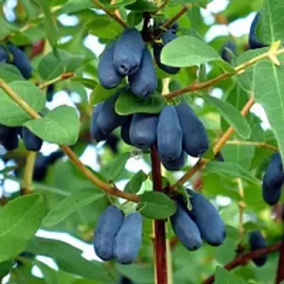 Жимолость съедобная АМФОРА в Слуцке