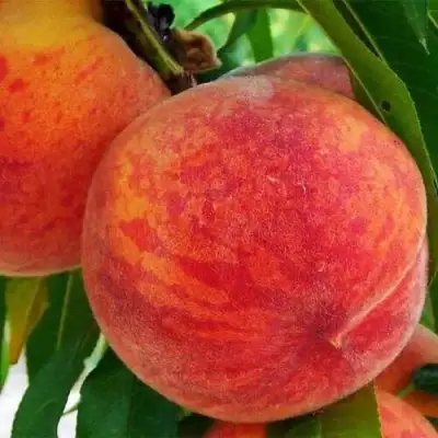 Персик ЗОЛОТОЙ ЮБИЛЕЙ в Слуцке