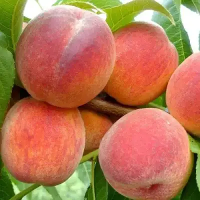 Персик ВАЙН ГОЛД Т3 в Слуцке