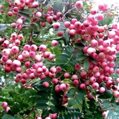 Рябина COREAL сладкоплодная  в Слуцке