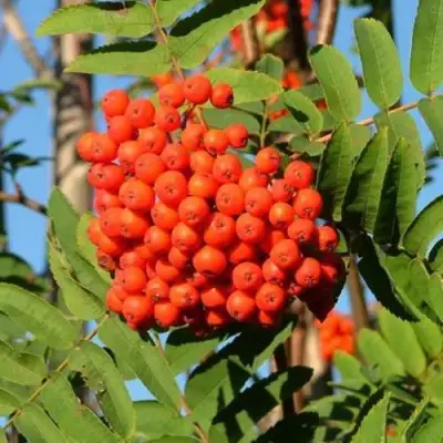 Рябина САХАРНАЯ ПЕТРОВА сладкоплодная в Слуцке