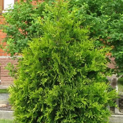 Туя АНЯ (АНИЕ) западная в Слуцке