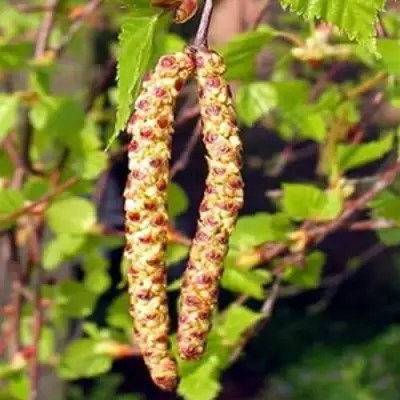 Береза бородавчатая в Слуцке