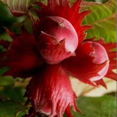 Фундук БАГРЯНЕЦ в Слуцке