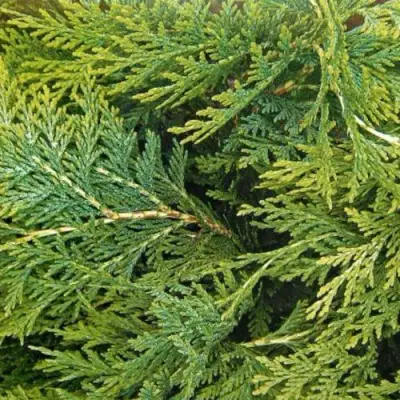 Кипарисовик ЭЛВУДИ ЭМПАЙР лавсона в Слуцке