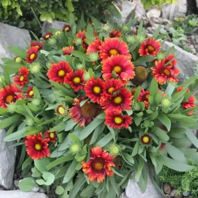 Гайлардия АРИЗОНА РЕД ШЕЙДС в Слуцке