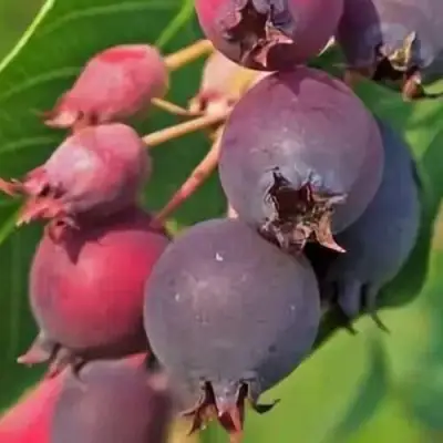 Ирга MANDAN в Слуцке