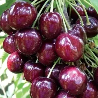 Черешня СИЛЬВИЯ колоновидная в Слуцке