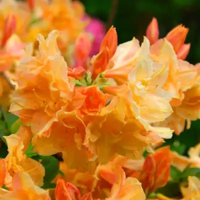 Азалия ЧАРДАШ листопадная в Слуцке