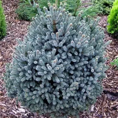 Ель НАНА сизая в Слуцке