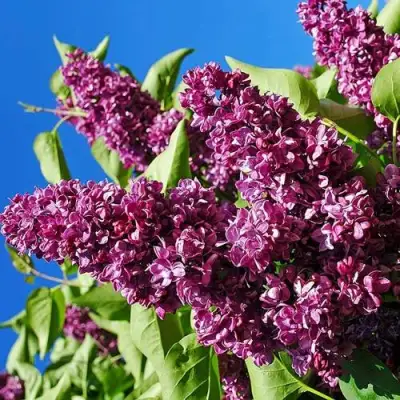 Сирень ЧАРЛЬЗ ДЖОЛИ в Слуцке