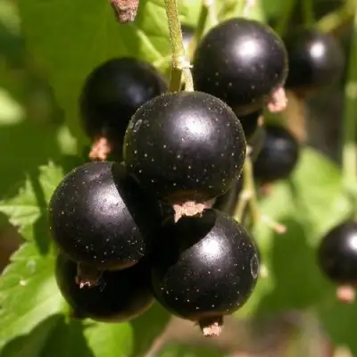 Смородина чёрная БИНАР в Слуцке