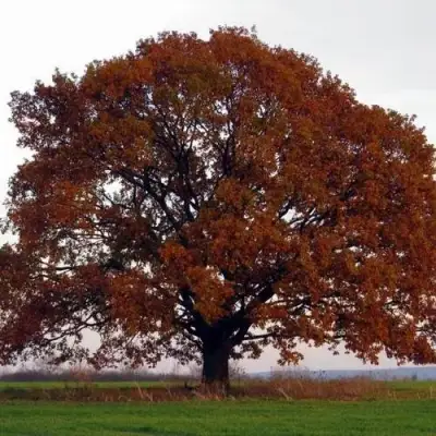 Дуб скальный в Слуцке