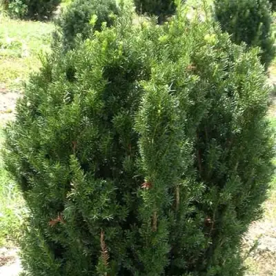 Тис ХИКСИ средний в Слуцке