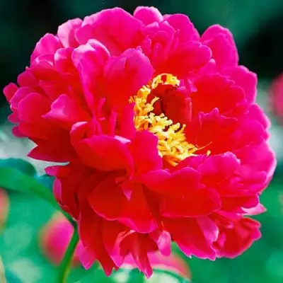 Пион ХРАБРЫЙ ВОИН травянистый в Слуцке