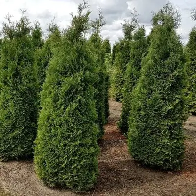 Туя ХОЛМСТРУП западная в Слуцке