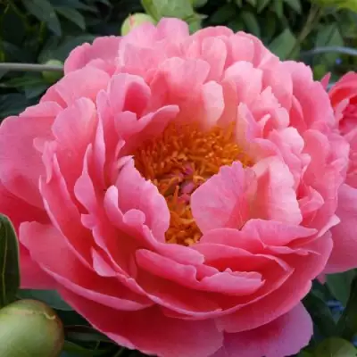 Пион КОРАЛ САНСЕТ травянистый в Слуцке