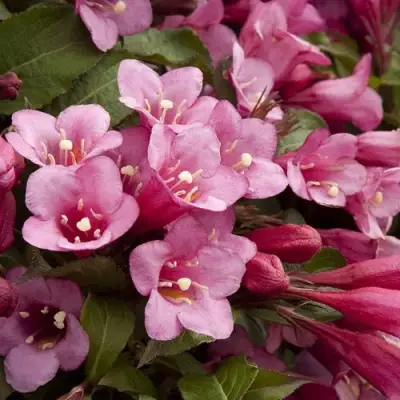 Вейгела ФЛОРИДА в Слуцке