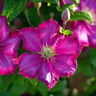 Клематис КАРМЕНСИТА в Слуцке