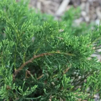 Можжевельник РОКЕРИ ДЖЕМ казацкий  в Слуцке