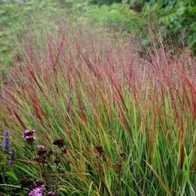 Просо РЕБРАУН прутьевидное в Слуцке