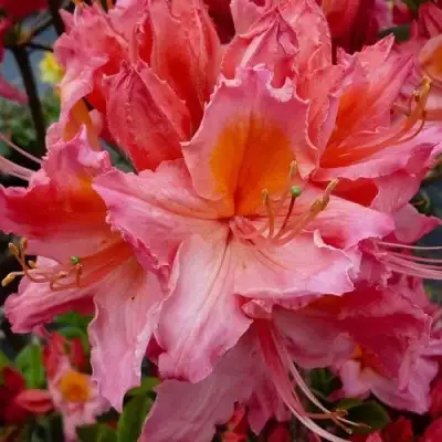 Азалия ПИНК ДЕЛАЙТ листопадная	 в Слуцке