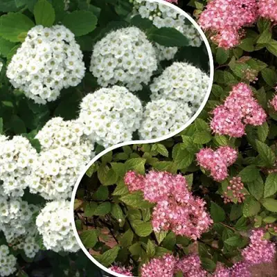 Комплект ТАЛАНТЛИВЫЙ САДОВОД в Слуцке