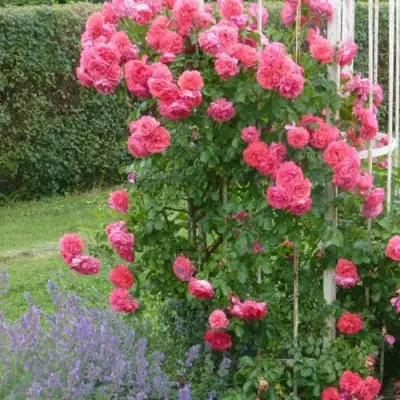 Роза РОЗАРИУМ ЮТЕРСОН плетистая в Слуцке