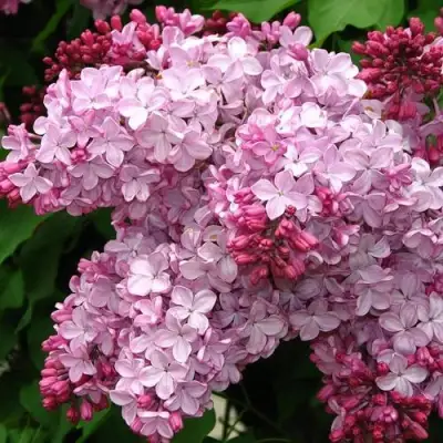 Сирень ЭСТЕР СТЕЙЛИ в Слуцке