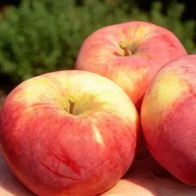 Яблоня ОРЛОВИМ в Слуцке