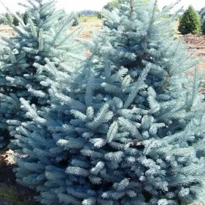 Ель ГЛАУКА колючая в Слуцке