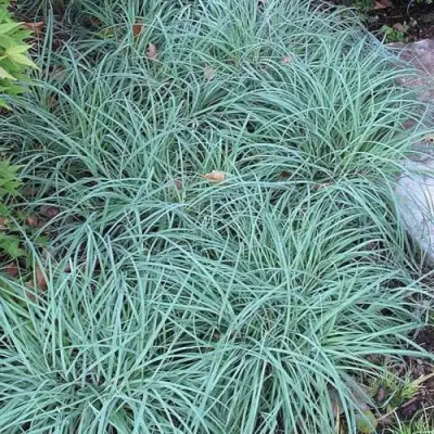 Осока БЛЮ ЗИНГЕР в Слуцке