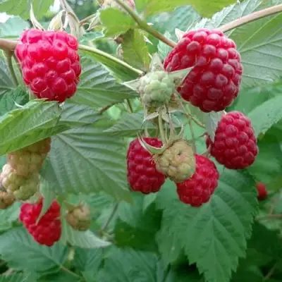 Малина ПРОСТО ПРЕЛЕСТЬ (СТОЛЕШНИК) в Слуцке