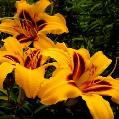 Лилейник БОНАНЗА гибридный в Слуцке