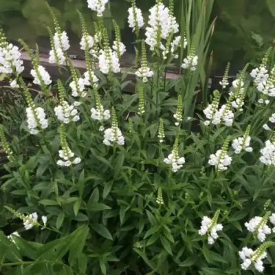 Физостегия АЛЬБА виргинская в Слуцке