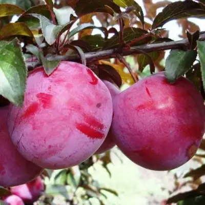 Слива ЛАМА в Слуцке