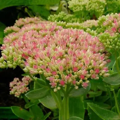 Очиток (седум) БРИЛЛИАНТ в Слуцке