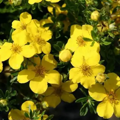 Лапчатка ХАКМАНС ГИГАНТ кустарниковая в Слуцке