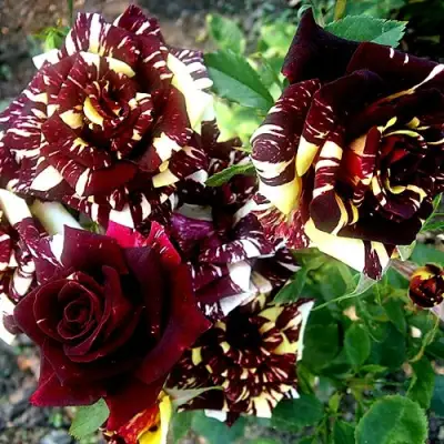 Роза ФОКУС ПОКУС флорибунда в Слуцке