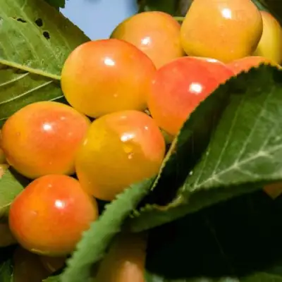 Дюк (черевишня) БЕЛОЧКА в Слуцке